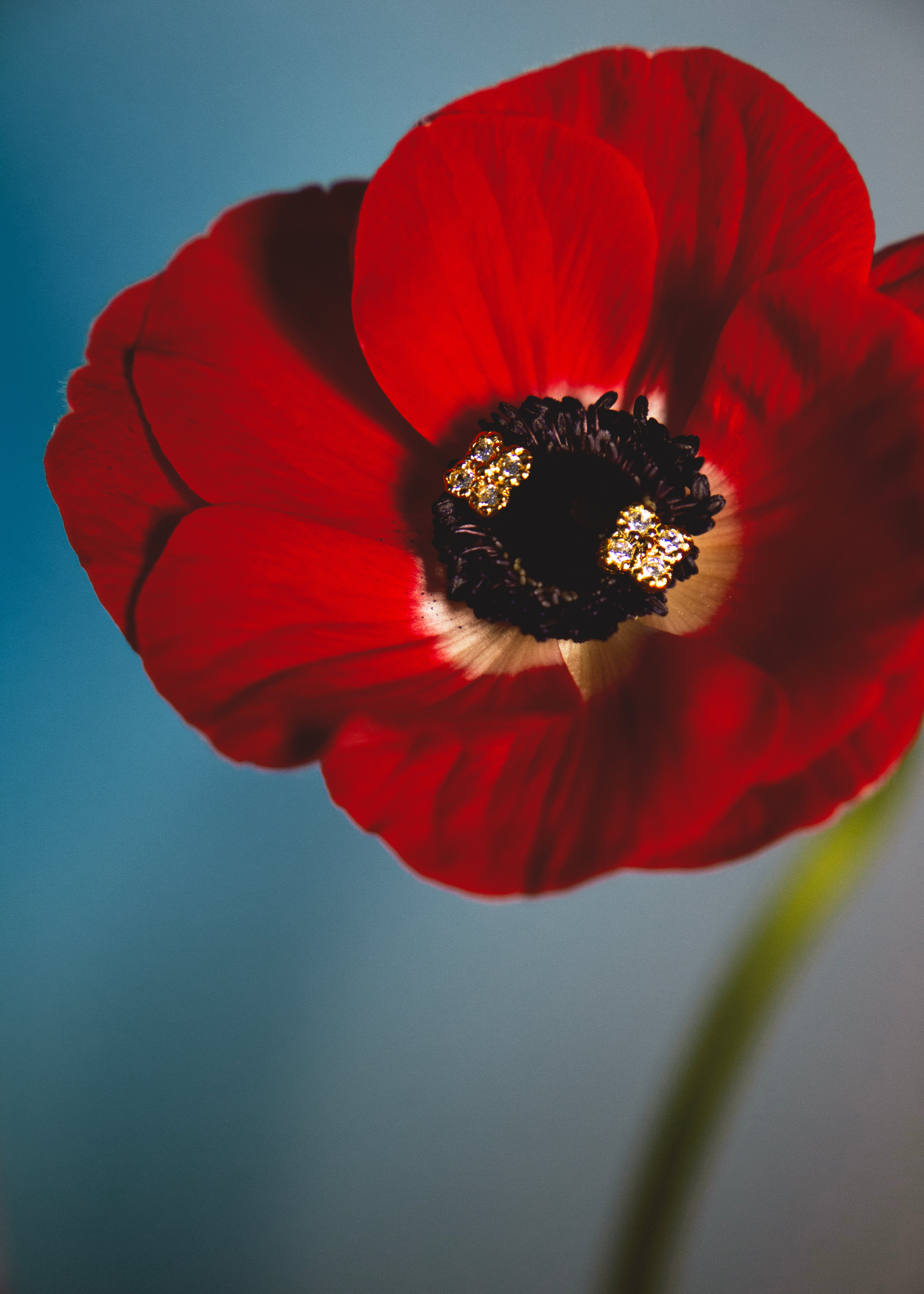 Puces en vermeil Zita